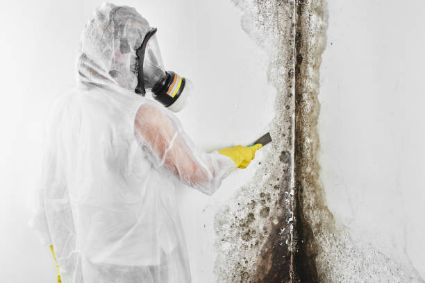 Best Professional Mold Removal  in Islandia, NY