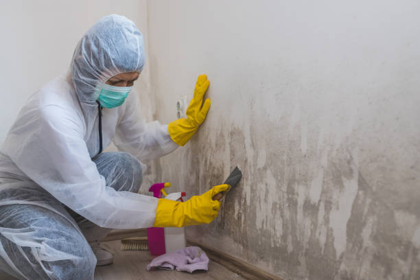 Crawl Space Mold Removal in Islandia, NY