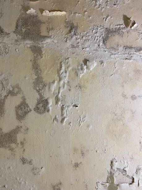 Best Office Mold Removal Services  in Islandia, NY