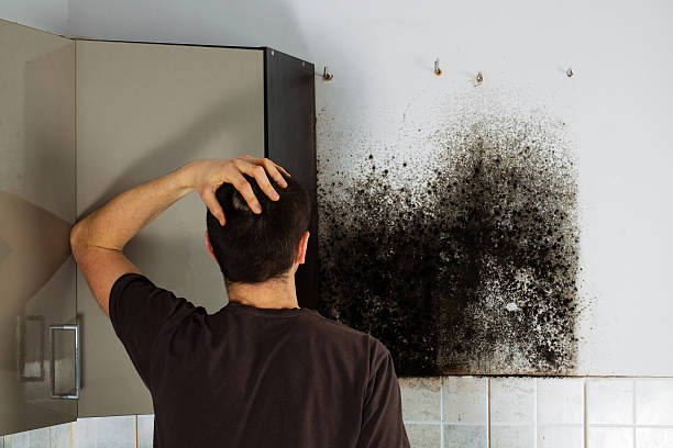 Best Mold Cleaning Services  in Islandia, NY