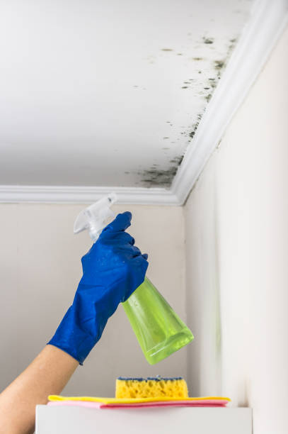 Best Local Mold Removal Service  in Islandia, NY